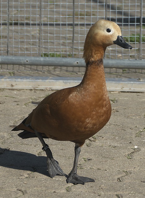 布朗尼彻底